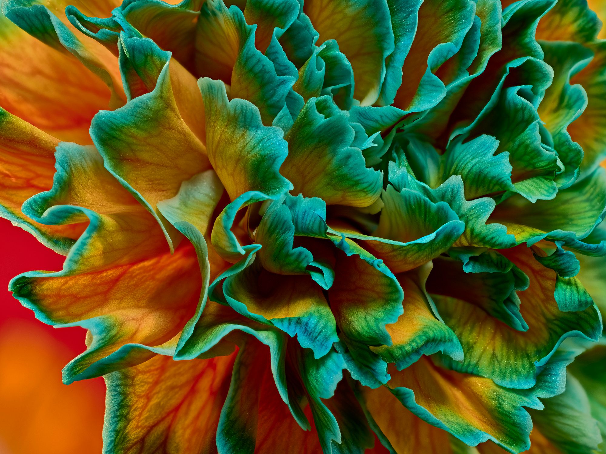 Dive into Floral Design | Learn from Savia Bruta Flower School’s Expertise Dive into Floral Design | Learn from Savia Bruta Flower School’s Expertise