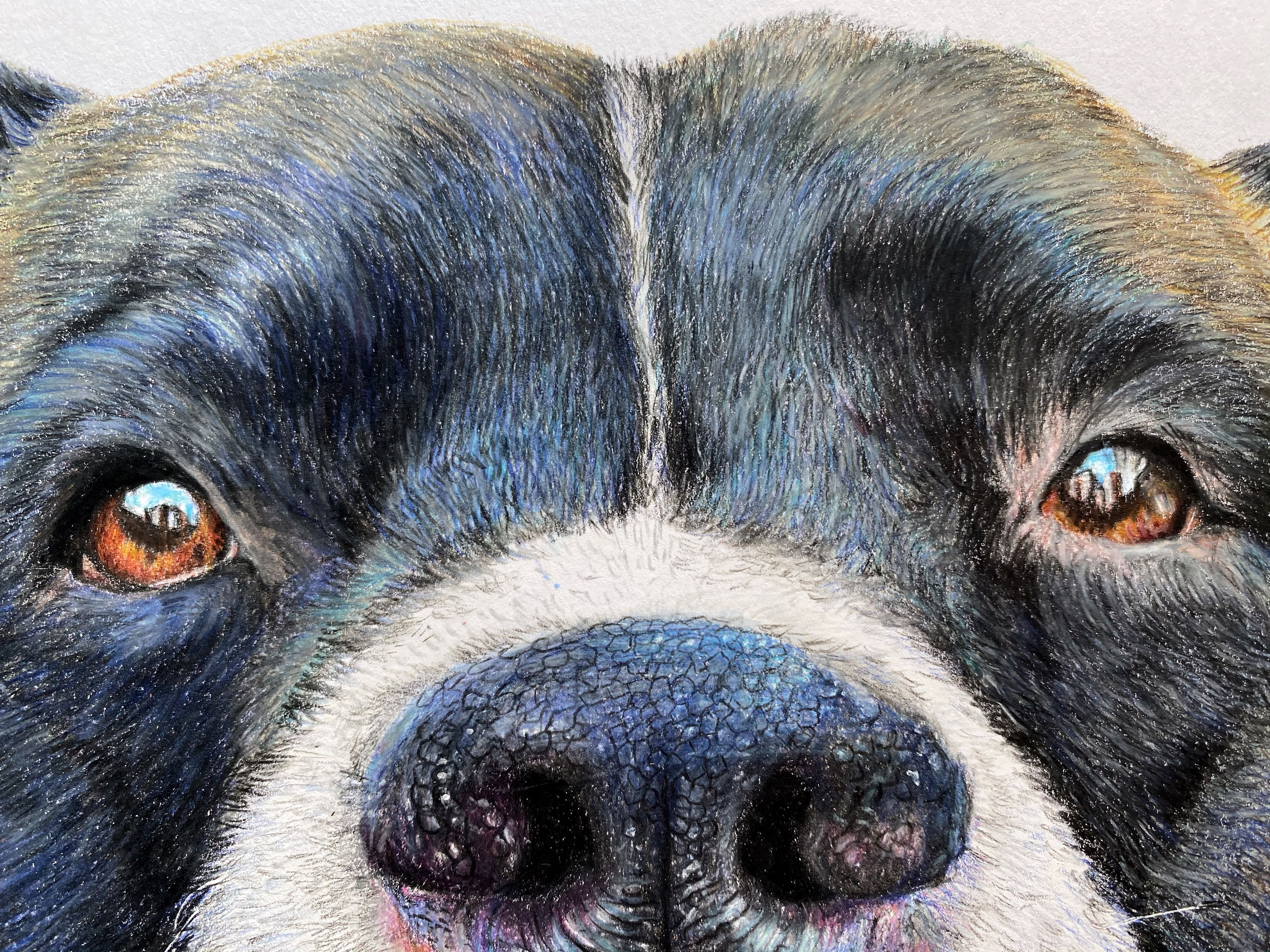 Pet Portraits for Beginners: Camila Correa Castro's Course by Camila Correa Castro