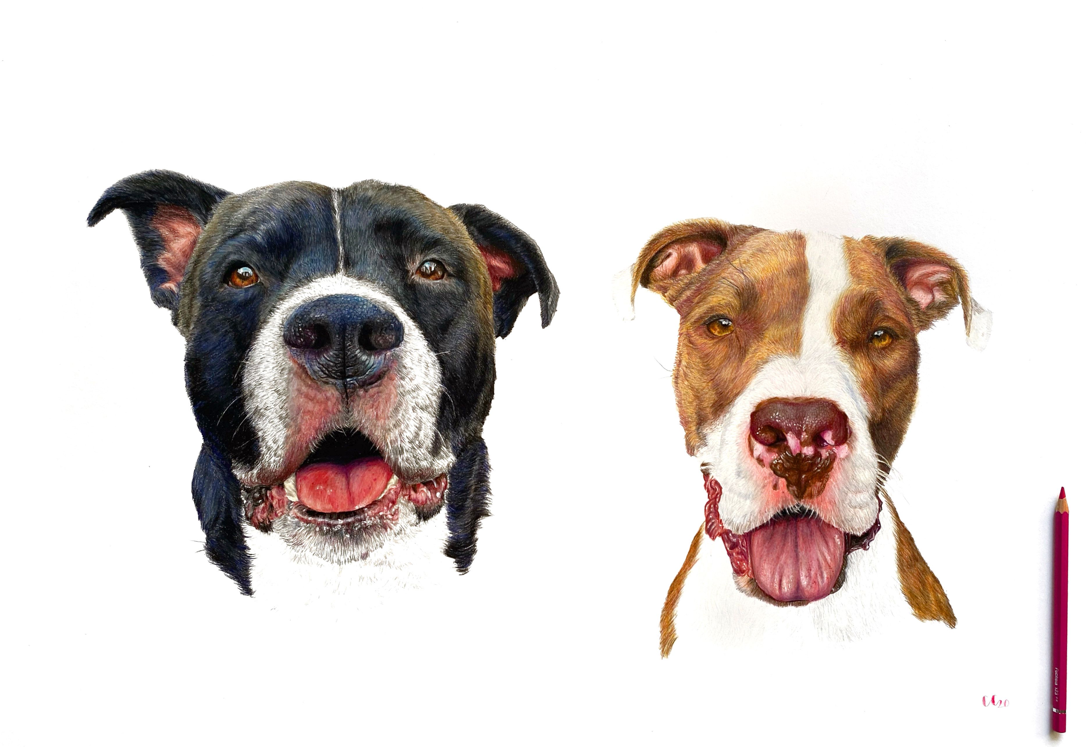 🐕 Bring Your Pets to Life: Colored Pencil Techniques You’ll Love 🐕 Bring Your Pets to Life: Colored Pencil Techniques You’ll Love