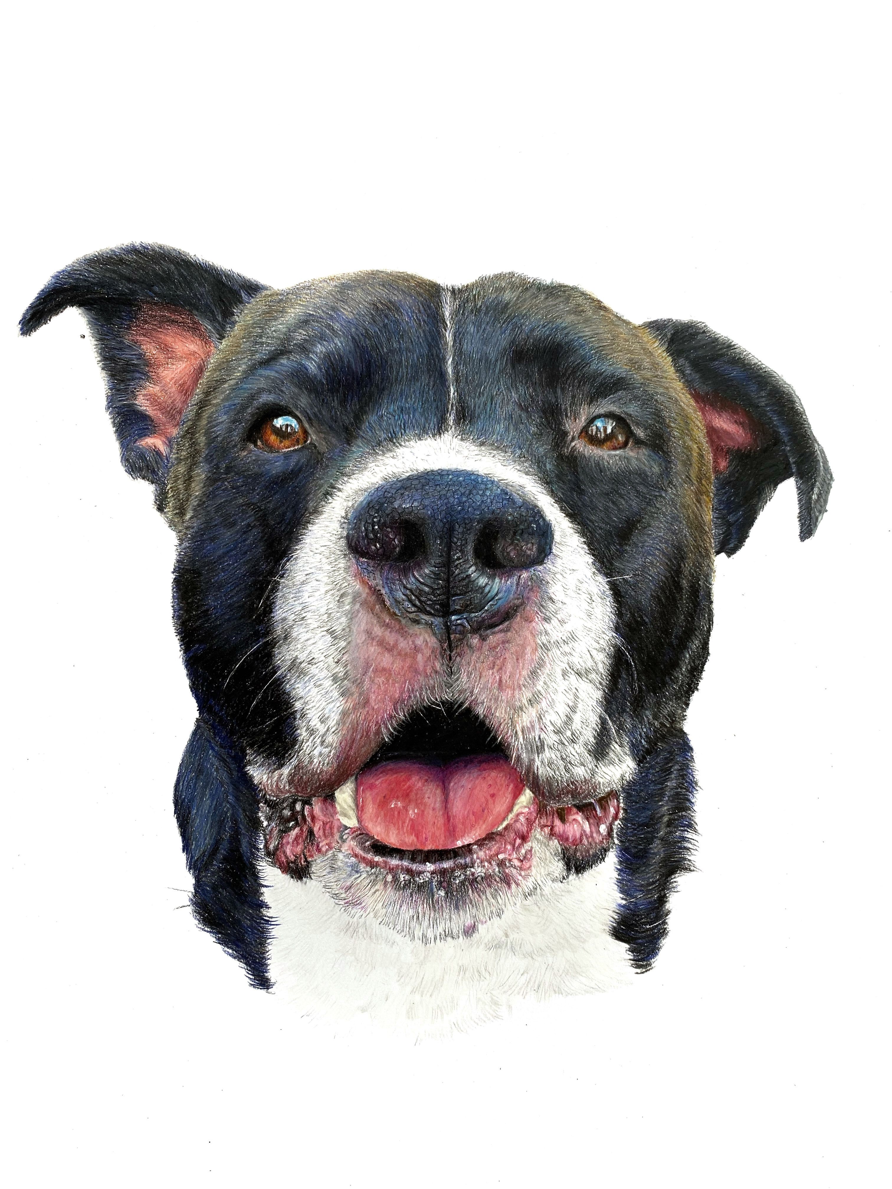 Master Realistic Animal Illustration: Camila Correa Castro's Course by Camila Correa Castro