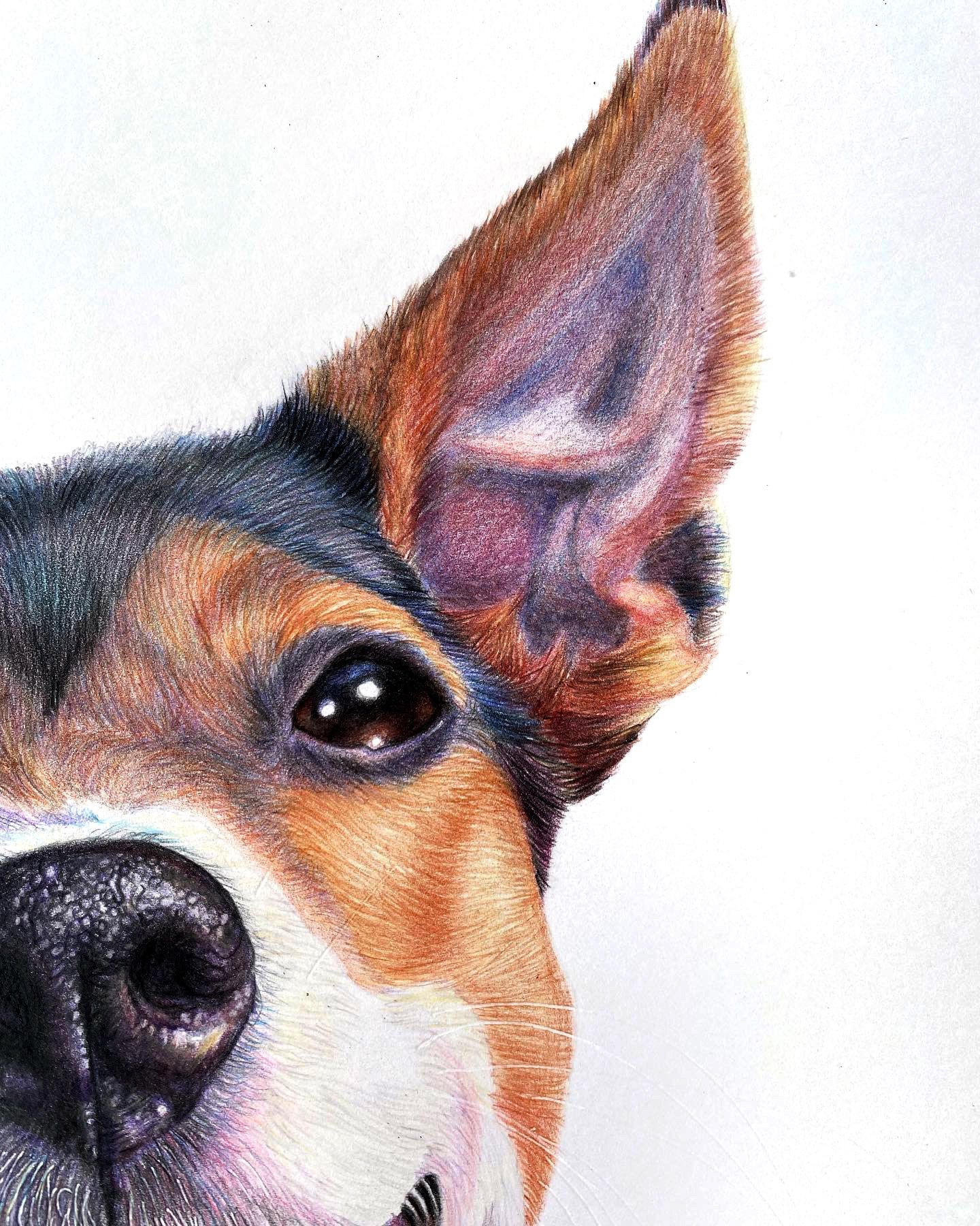 Create Lifelike Pet Portraits: A Course by Camila Correa Castro by Camila Correa Castro