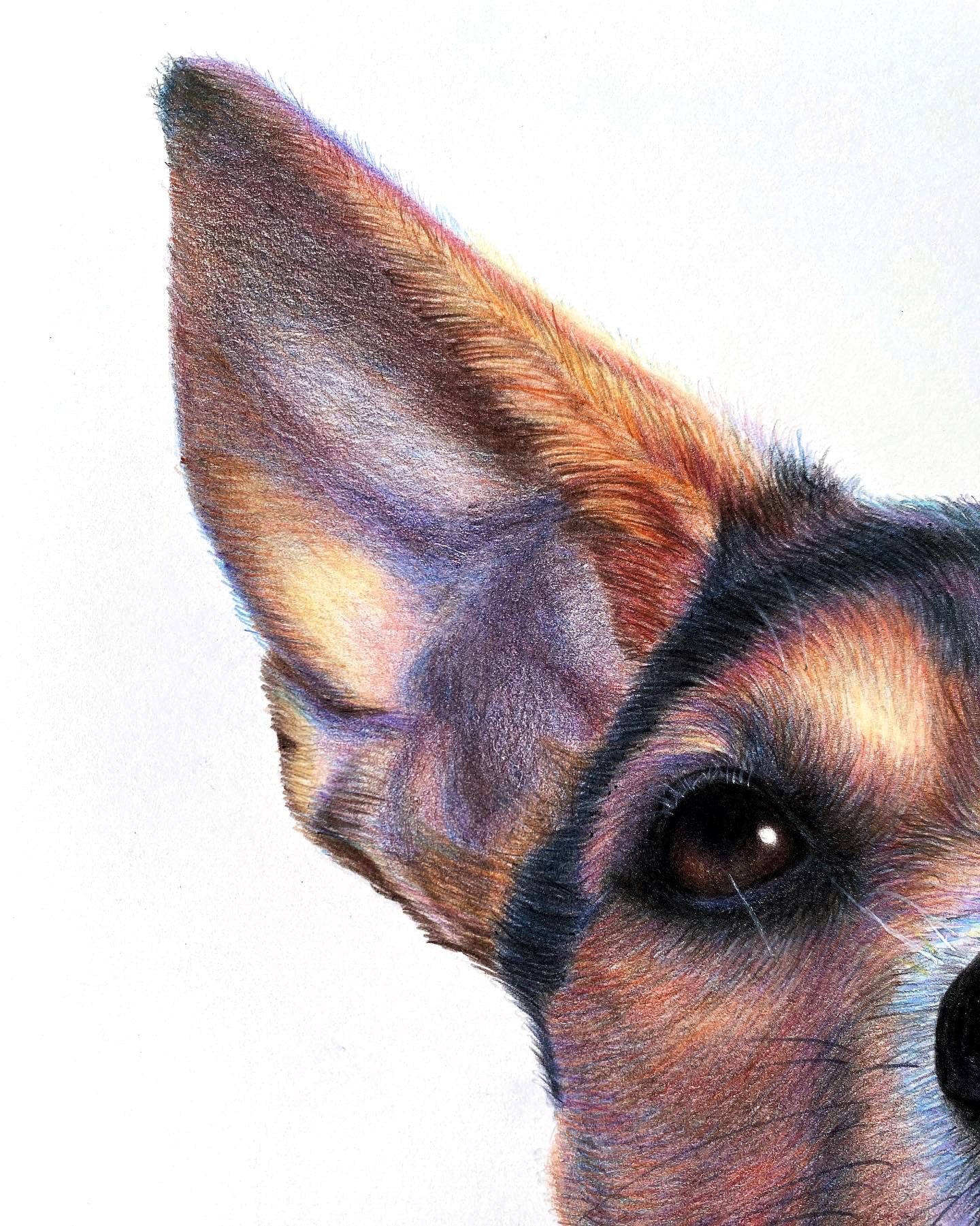 Pet Portraits in Colored Pencils | Camila Correa Castro by Camila Correa Castro