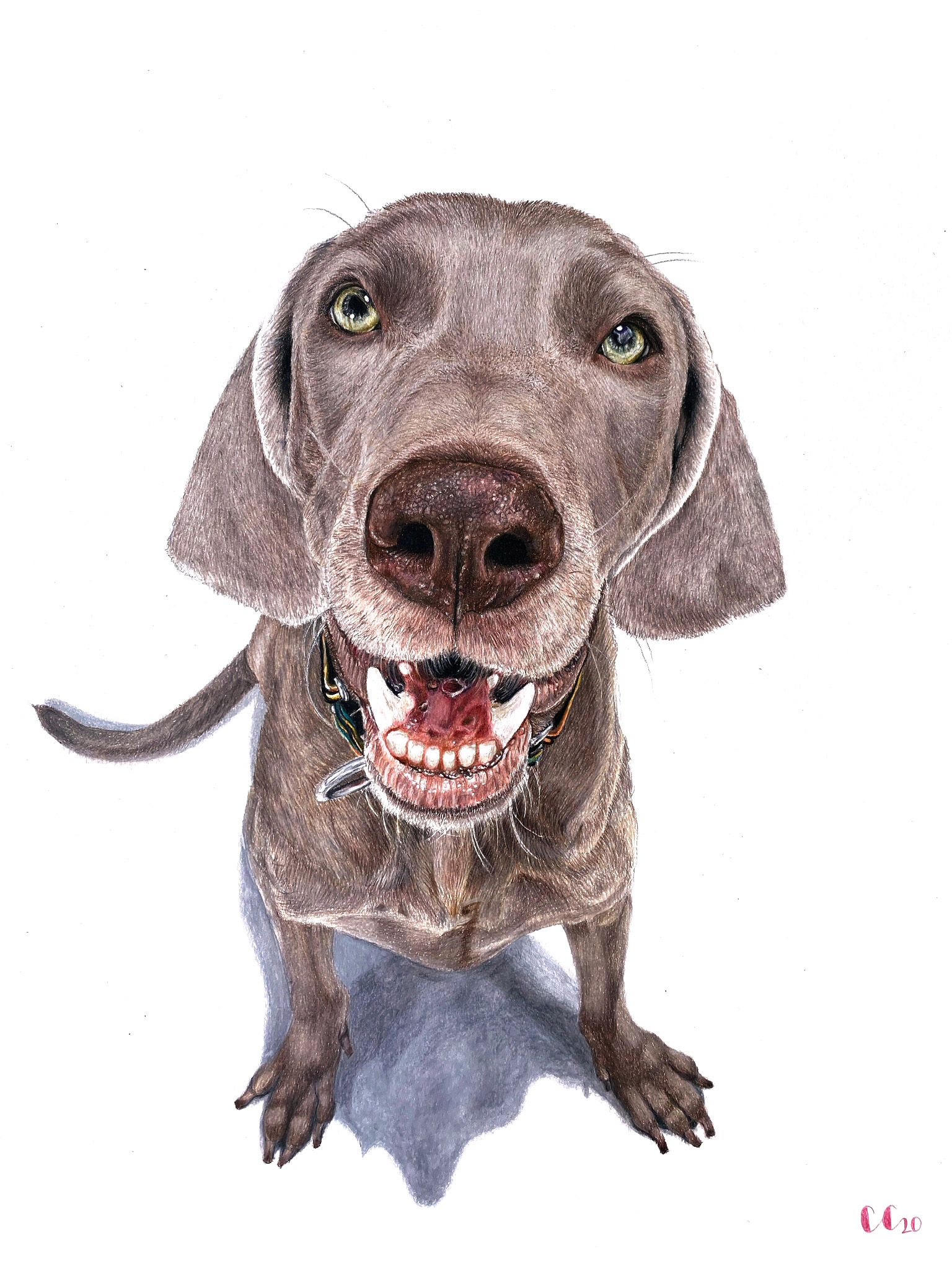 Create Lifelike Pet Portraits: A Course by Camila Correa Castro by Camila Correa Castro