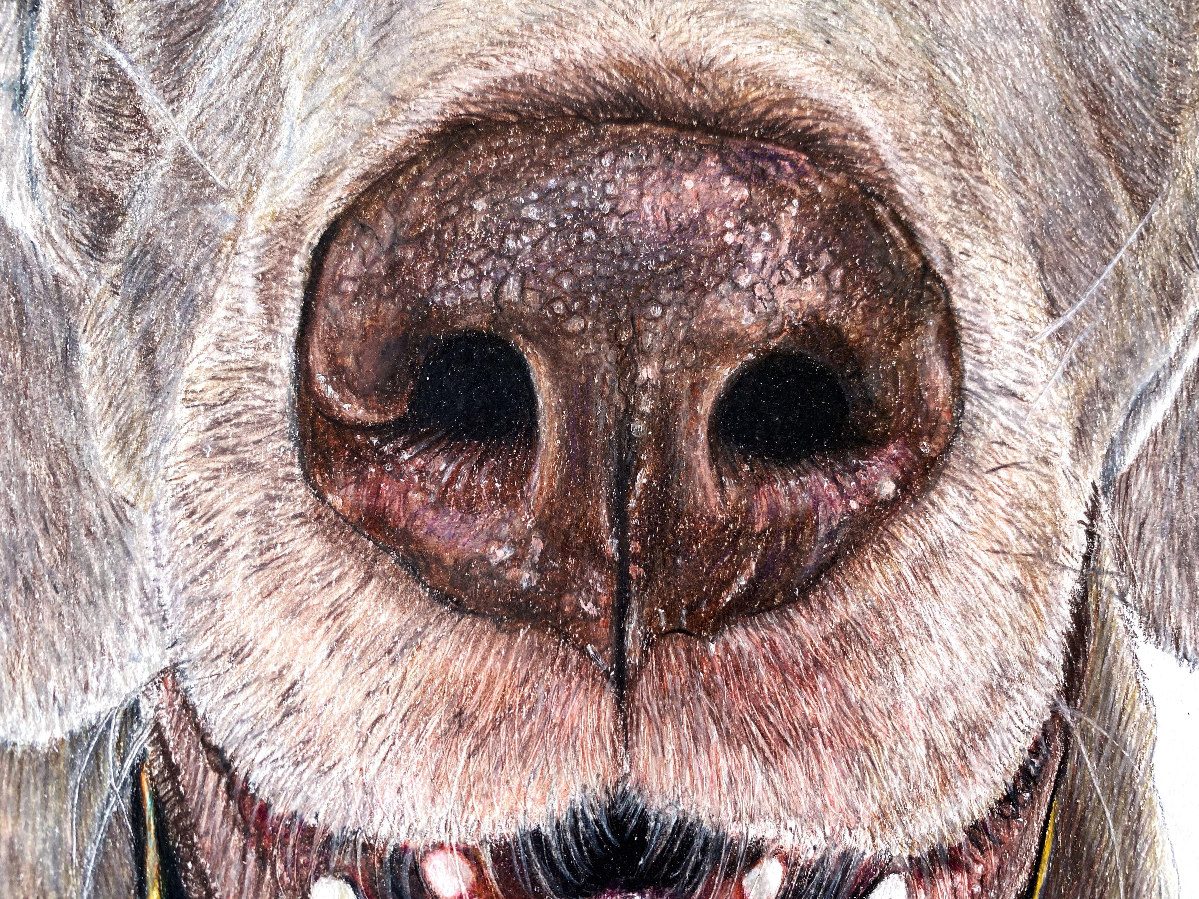 Step-by-Step Pet Portraits: Camila Correa Castro by Camila Correa Castro