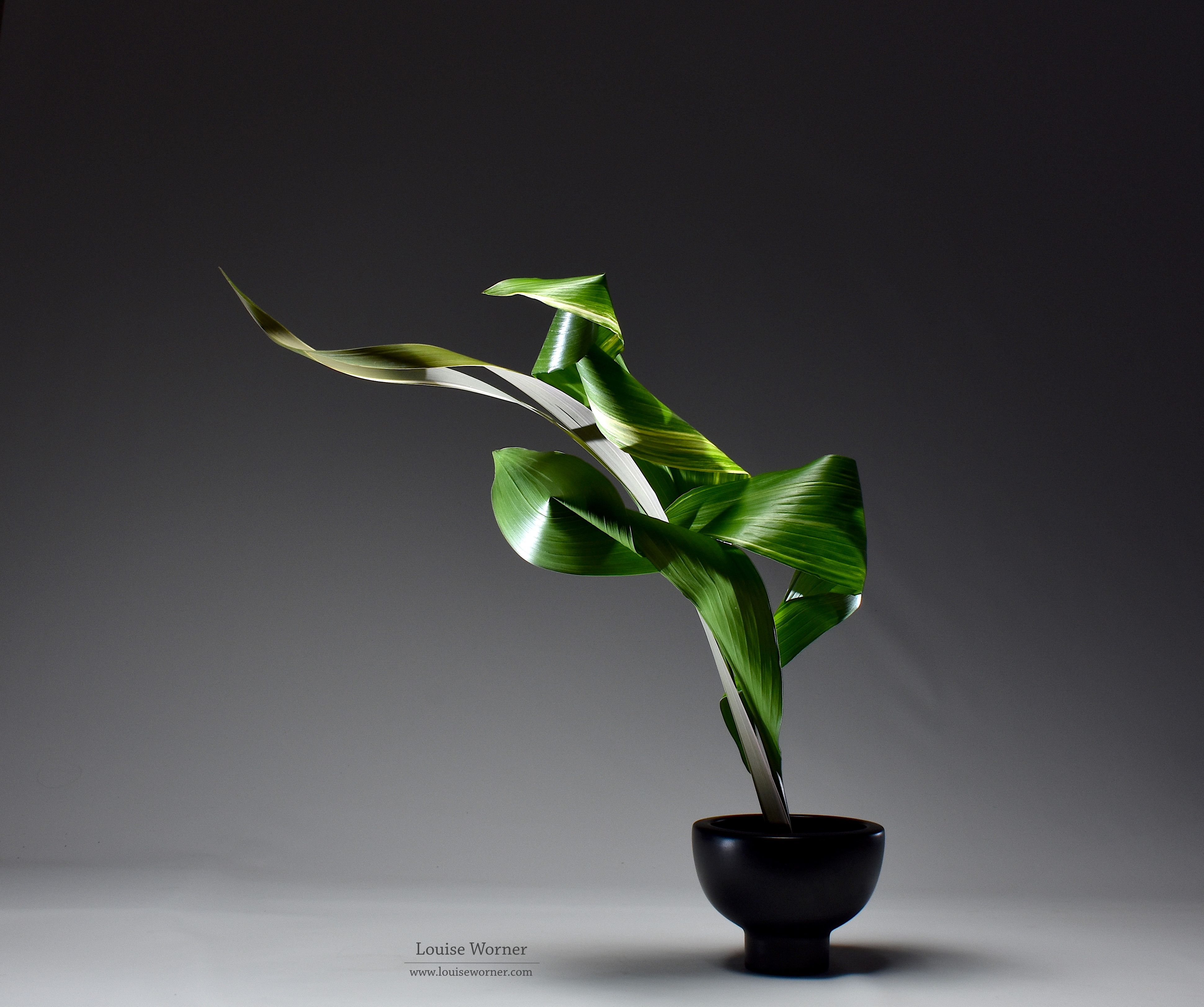 Capture Nature's Beauty: Ikebana | Louise by Louise Worner