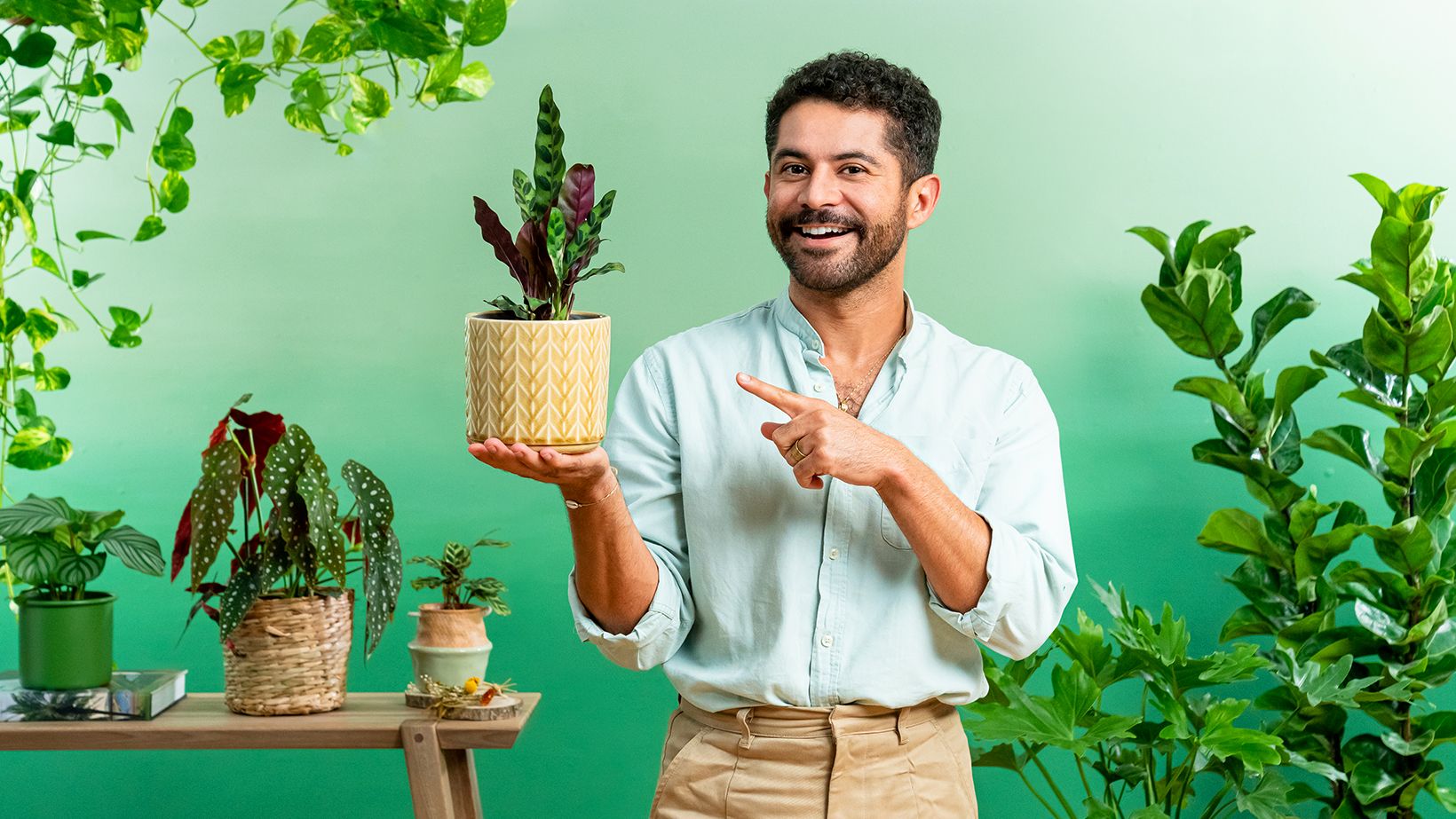 Decoración expresiva con plantas de interior