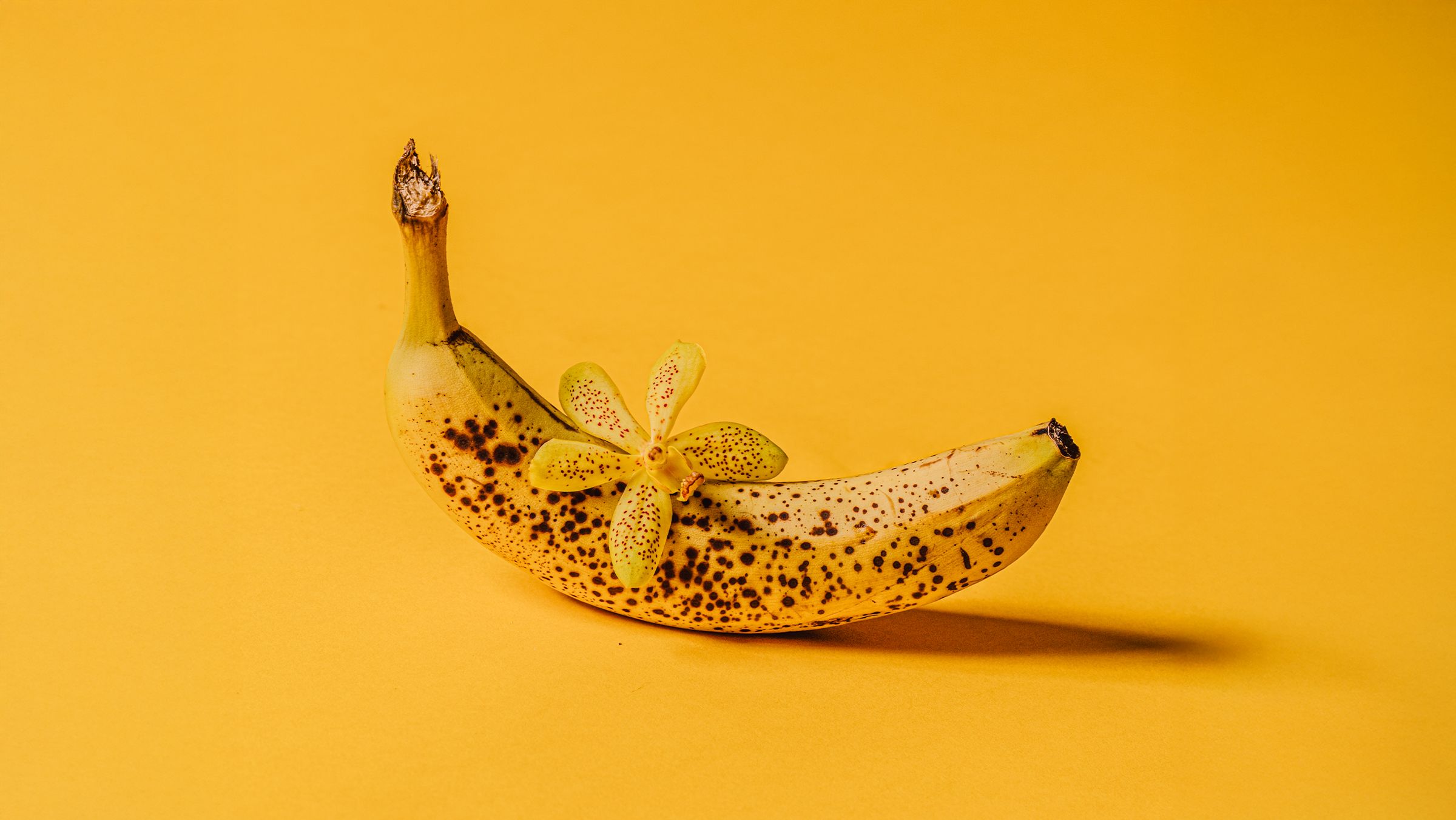 Creative Still-Life Photography Specialization: Master Lighting and Composition