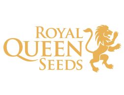 Royal Queen Seeds