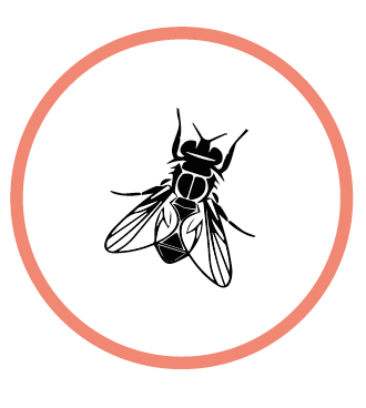 UNA MOSCA EN MI SOPA, SL