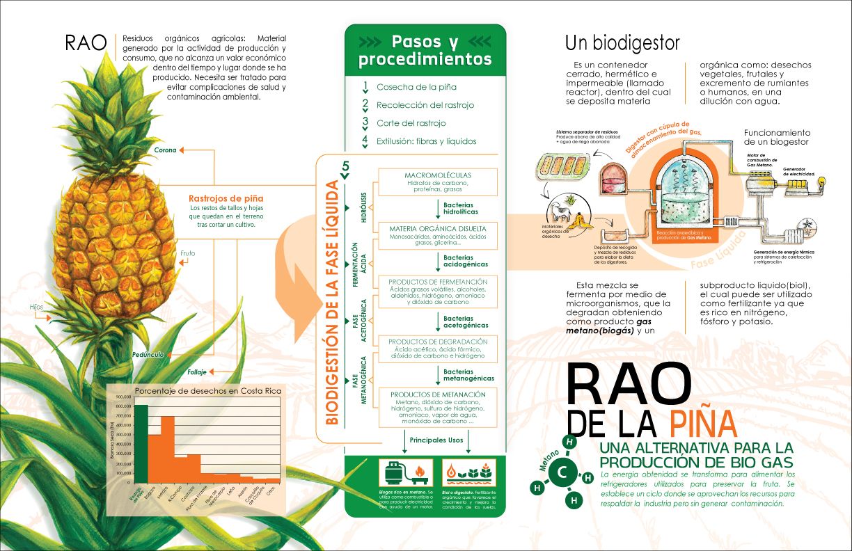 Infograma RAO de la Piña | Domestika