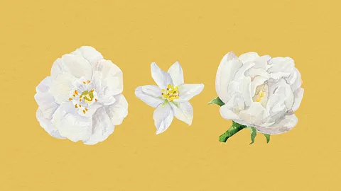 Spécialisation des techniques d'illustration botanique et naturaliste