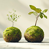 Specialisatie in Botanisch Kunstontwerp voor Interieurs. Een cursus van Craft van Domestika