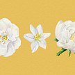 botanical