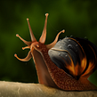 El caracol Rey - Pintura digital realizada con los dedos en el Ipad. Projekt z dziedziny Design, Trad, c, jna ilustracja i  Sztuki piękne użytkownika Jaime Sanjuan Ocabo - 12.12.2013