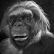 Ardipithecus ramidus, Quo Especial Cerebro.. 3D, Character Design, and Traditional illustration project by Román García Mora - 11.01.2013