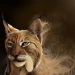 Lynx Pardinus. Projekt z dziedziny  Sztuki piękne, Trad, c, jna ilustracja i  Malarstwo użytkownika Jaime Sanjuan Ocabo - 09.09.2014