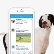 Dogways app. Interactive Design, and UX / UI project by Gemma Busquets - 05.01.2016