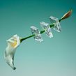 Freezing Flowers . Un progetto di Direzione artistica e Fotografia di Paloma Rincón - 17.07.2017