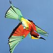 European bee eater . Papercraft projeto de Diana Beltran Herrera - 21.11.2017