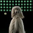 Medicus - Sporty Dogs. Un projet de Cinéma, vidéo et télévision , et Publicité de Javier Lourenço - 13.02.2018