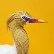 Cattle Egret . Arts, Crafts, Fine Arts, Interior Design, Character Design, Product Design, Photograph, Portrait Photograph, and Paper Craft project by Diana Beltran Herrera - 12.14.2018