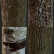 Photogrammetry Tile Textures - Bark Pack 01. Un projet de 3D, Conception de jeux , Modélisation 3D , et Jeux vidéo de David Chumilla - 31.05.2019