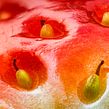 Fresa (macro y macro extremo). Un proyecto de Fotografía, Fotografía artística e Iluminación fotográfica de Sergi Gomez Garcia - 21.06.2019