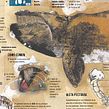 La ballena franca. Un proyecto de Bellas Artes, Diseño, Diseño de la información, Ilustración tradicional e Infografía de Jaime Serra Palou - 01.01.1996