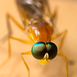 Macros Vol.1 Ein Projekt aus dem Bereich Digitalfotografie von Roberto González - 23.04.2019