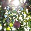 Jumbo | Frutas de Contraestación | Banco Fotográfico Ein Projekt aus dem Bereich Digitalfotografie von Contra Fotografía & Video - 12.08.2019
