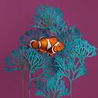 Pez payaso. . Projekt z dziedziny 3D,  Animacja, Animacje 3D, Animacja postaci,  Sztuki piękne, Scenografia, Pisanie i Papercraft użytkownika Diana Beltran Herrera - 20.09.2019