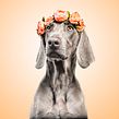 SofisticaDOGS. Fotografia de estúdio projeto de Santos Román - 04.10.2019