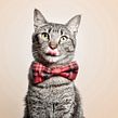 Snackys Gato. Un proyecto de Fotografía de producto de Santos Román - 04.10.2019
