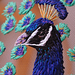 Peacock. Un progetto di Ricamo di Elo (Saturno Rosa) - 27.01.2020
