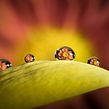 Mi Proyecto del curso: Introducción a la fotografía macro. Een project van Fotografie van Sergi Gomez Garcia - 09.03.2020