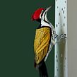 Common goldenback woodpecker . Projekt z dziedziny  Sztuki piękne, Projektowanie postaci i Rzeźba użytkownika Diana Beltran Herrera - 02.05.2020