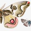 Chile, un Jardín de Mariposas. Naturalistic Illustration project by Antonia Reyes Montealegre - 12.18.2020