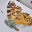 Libro Mariposas de la Reserva Biológica Huilo Huilo. Ilustração tradicional projeto de Antonia Reyes Montealegre - 02.11.2017