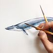 Mapa Ballenas de Chile. Traditional illustration project by Antonia Reyes Montealegre - 12.01.2018