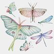 INSECTOS Ein Projekt aus dem Bereich Aquarellmalerei von Cristina Cilloniz - 09.06.2020