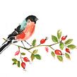Garden Birds. Ilustração tradicional projeto de Laura McKendry - 24.06.2015