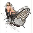Animal music. Drawing project by Redmer Hoekstra - 06.26.2020