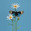 Blue pansy butterfly . Un proyecto de 3D, Bellas Artes, Ilustración tradicional y Papercraft de Diana Beltran Herrera - 01.07.2020