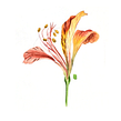 Estudos Botânicos. Watercolor Painting, and Botanical Illustration project by Luli Reis - 05.12.2019