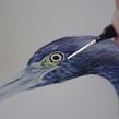 Estudios en Acuarela de una Garza Azul - Watercolor Studies of a Blue Egret. Un proyecto de Ilustración tradicional, Pintura a la acuarela, Ilustración naturalista				 y Pintura de Antonia Reyes Montealegre - 26.05.2020