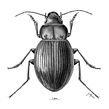 Ilustración de nueva especie de coleóptero: Rhytidognathus platensis . Un progetto di Illustrazione tradizionale di Julia Rouaux - 01.11.2012