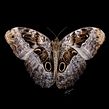 Mariposa búho. Ilustração tradicional e Ilustração digital projeto de Julia Rouaux - 01.03.2017