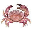 Cangrejo (Ozius reticulatus). Ilustração digital projeto de Julia Rouaux - 13.11.2015