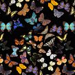 Lepidoptera. Projekt z dziedziny Trad, c, jna ilustracja, Ilustracja c i frowa użytkownika Diana Flores Blazquez - 27.08.2020