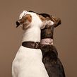 Native Hounds. Art Direction, Photograph, Studio Photograph, Product Photograph, Digital Photograph, Commercial Photograph, Photographic Lighting, and Photo Retouching project by Natalia Gw - 09.06.2020